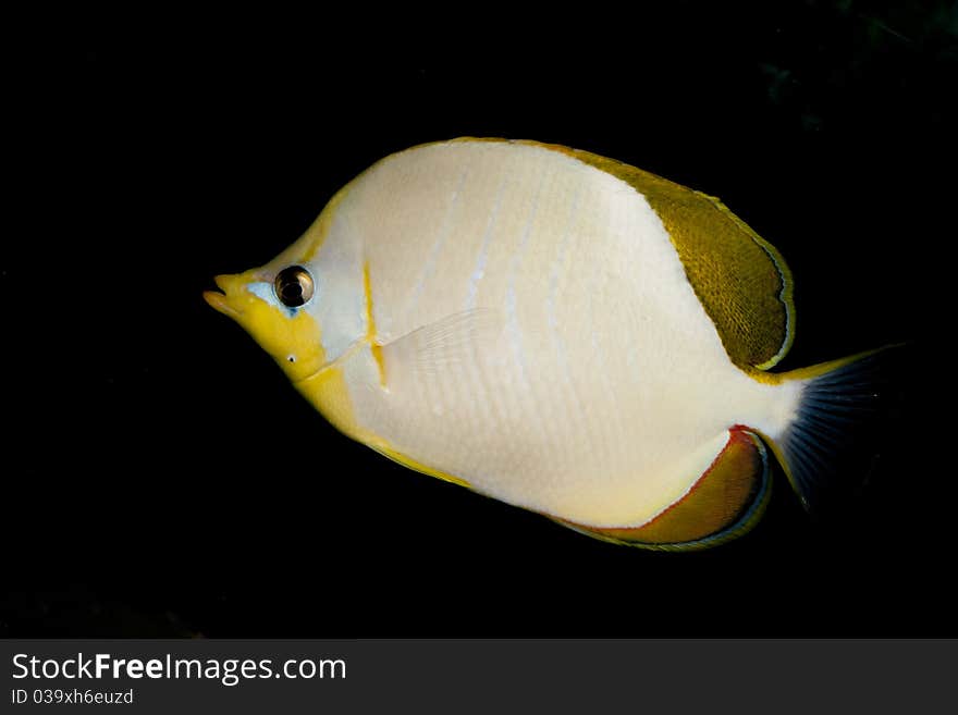 Yellowhead butterflyfish (Chaetodon xanthocephalus) in Aquarium