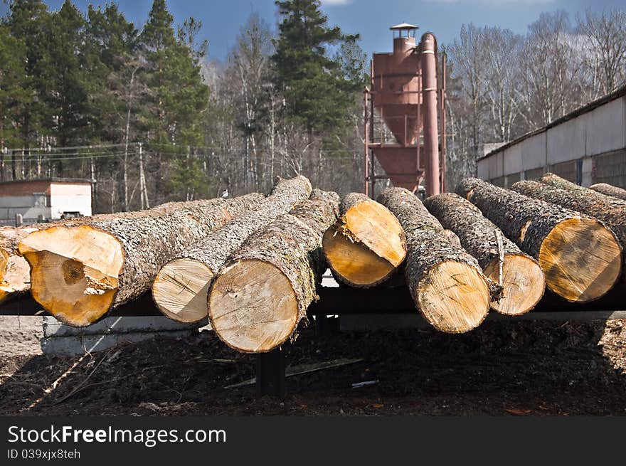 The ends of the tree, trees, and part of the sawmill. The ends of the tree, trees, and part of the sawmill