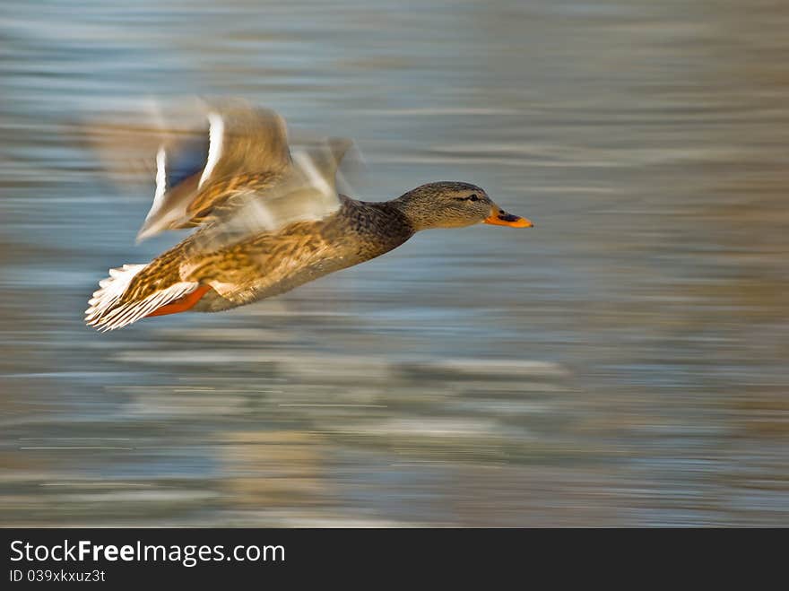 Flying duck (Anas platyrhynchos)