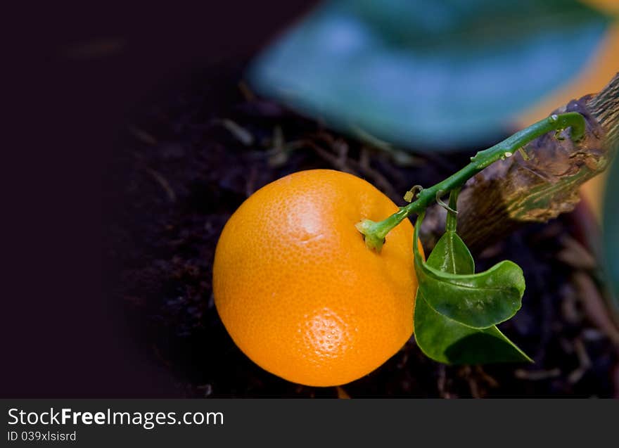 Ripe Tangerine