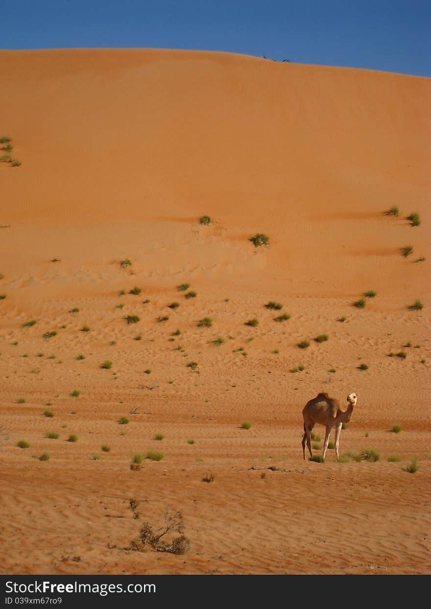 The Arabic Desert