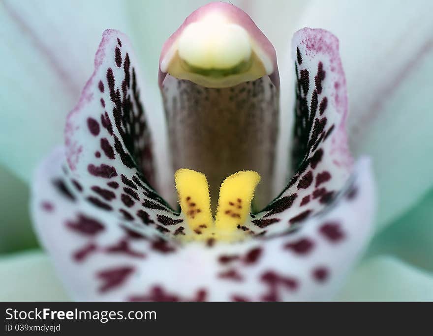 Orchidae