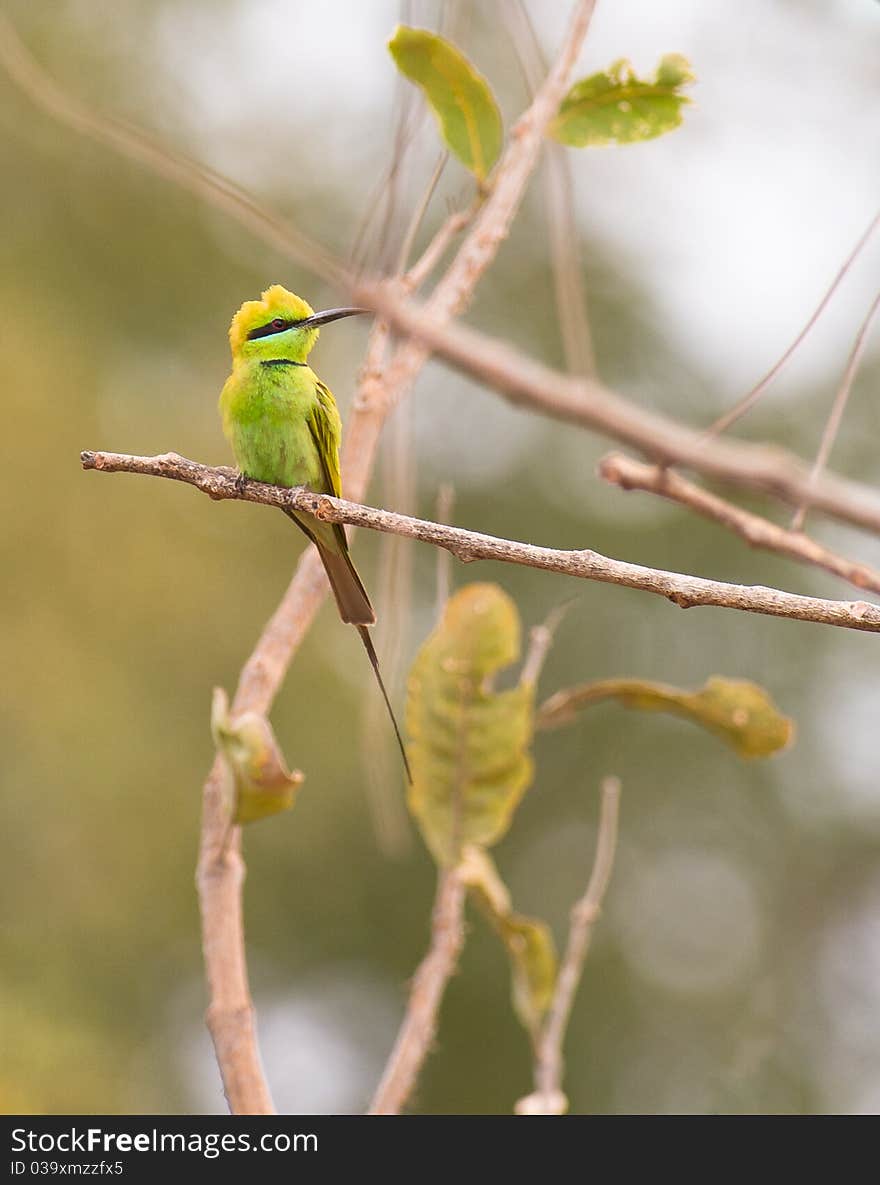 The Little Green Bee-eater (Merops orientalis)
is an attractive bird much as it´s plumage shows mainly green tones. The Little Green Bee-eater (Merops orientalis)
is an attractive bird much as it´s plumage shows mainly green tones.