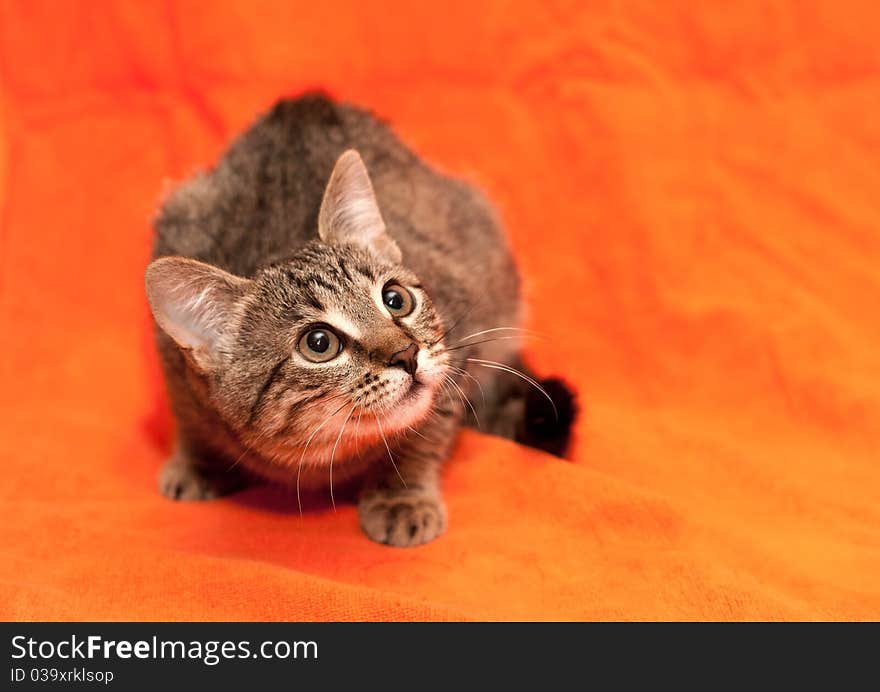 Tabby cat on orange background