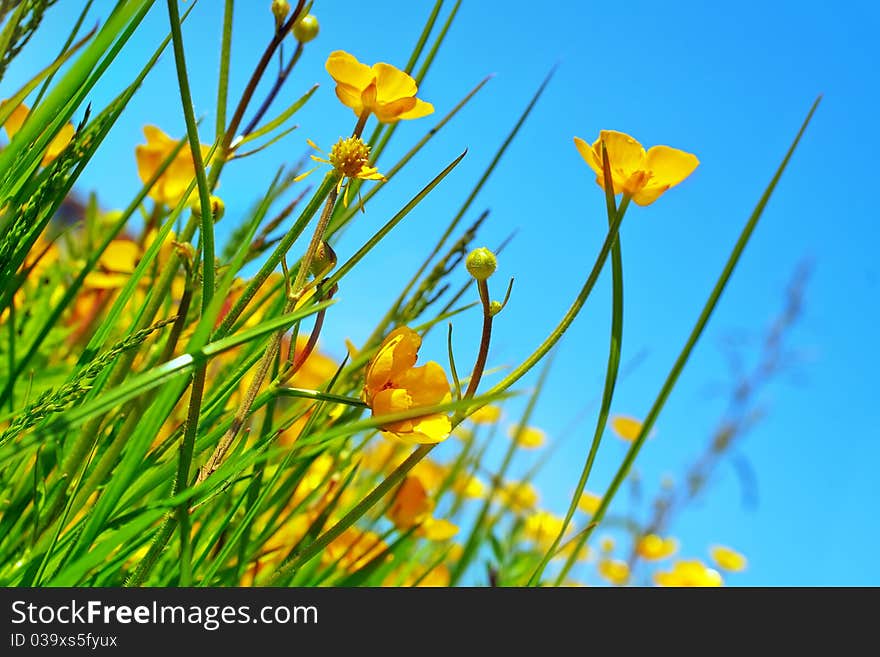 Buttercup flowers on a field , bottom view