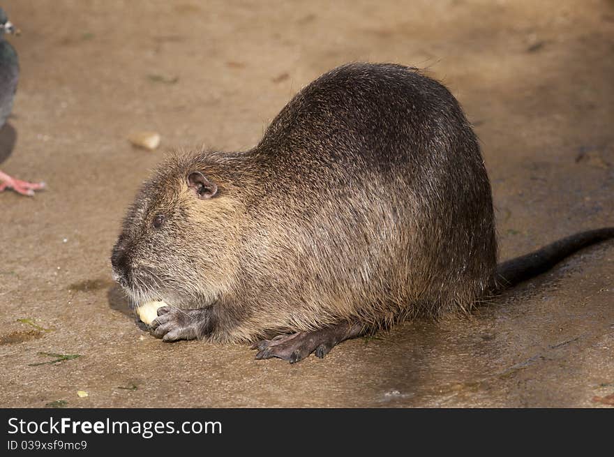 Nutria (Myocaster coypus) eating, coypu. Nutria (Myocaster coypus) eating, coypu