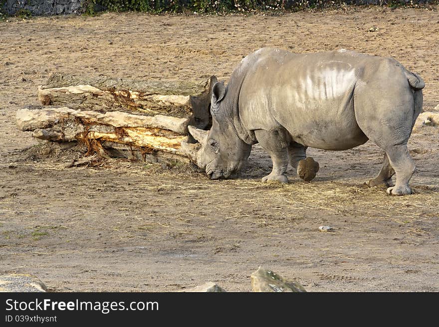 Rhinoceros looking for food on ground