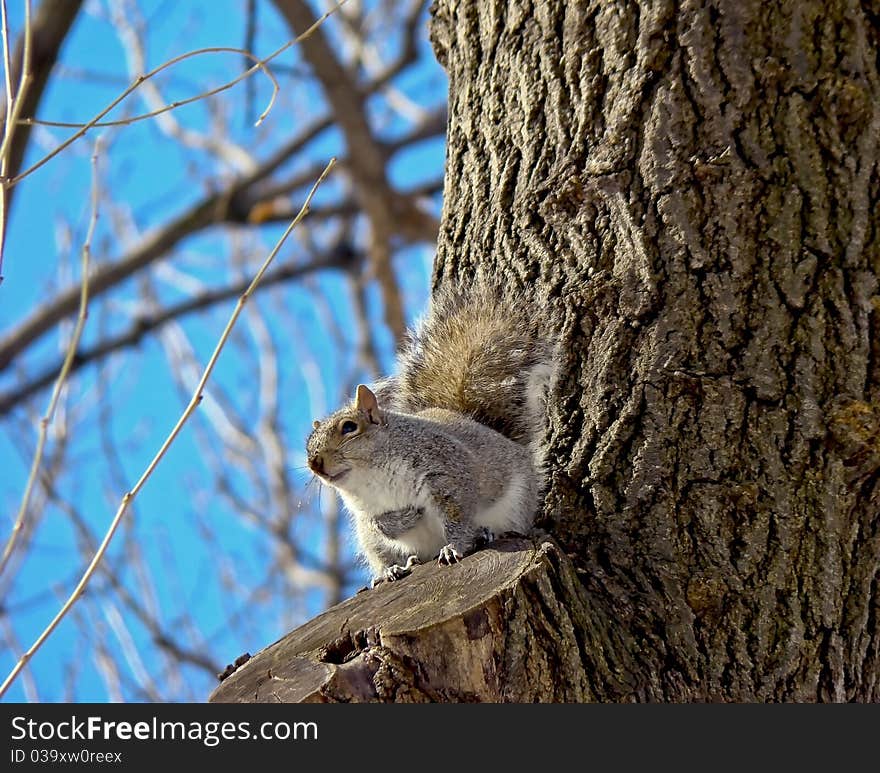 Grey squirrel on a tree