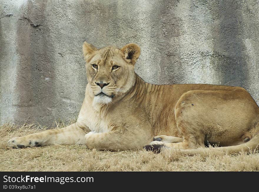 Lioness