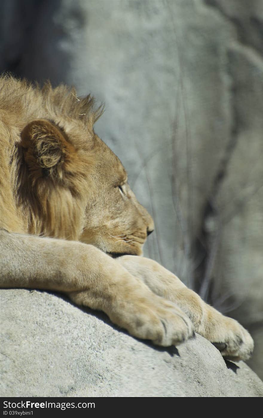 Sleeping Lion