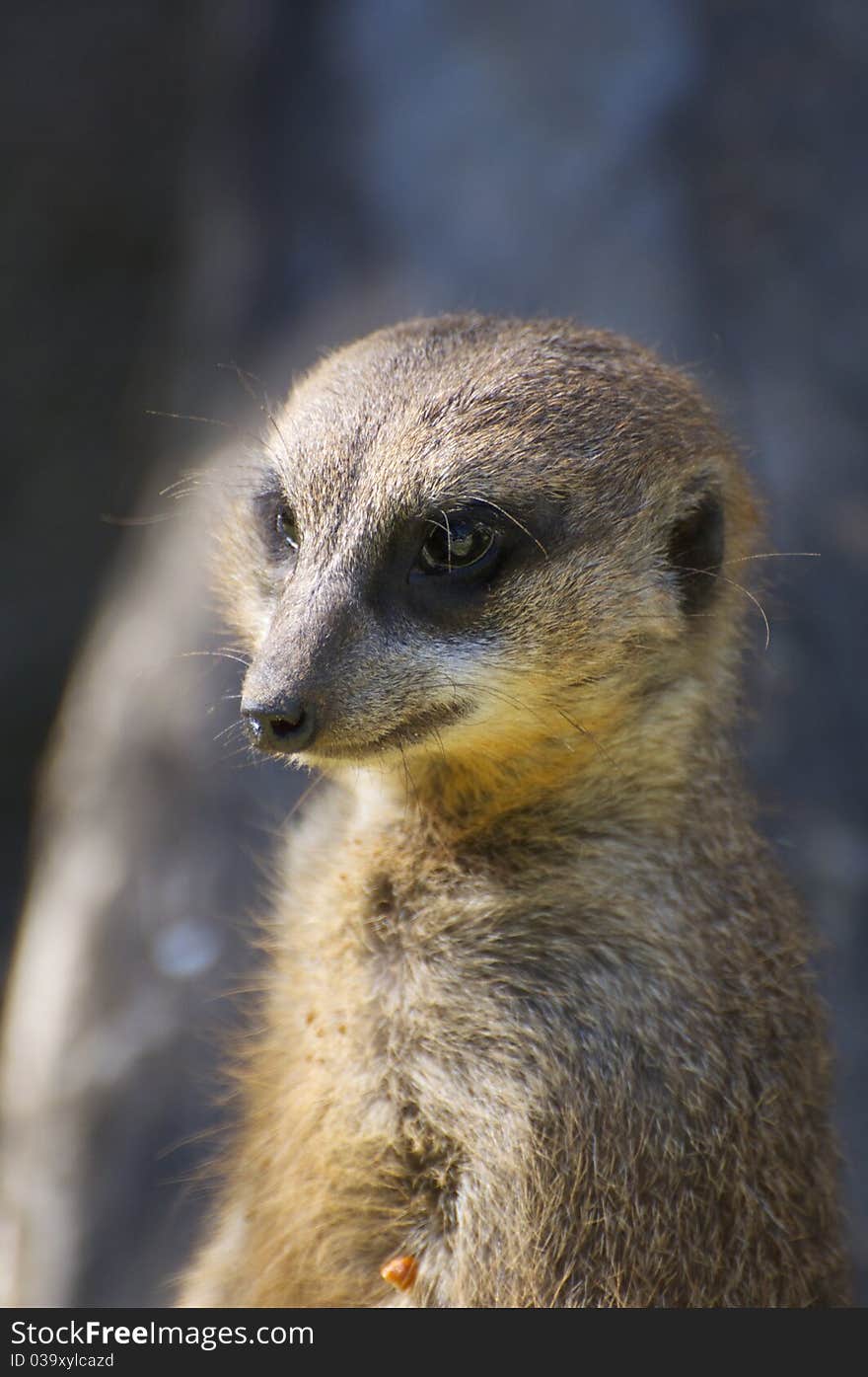 Meerkat Detail