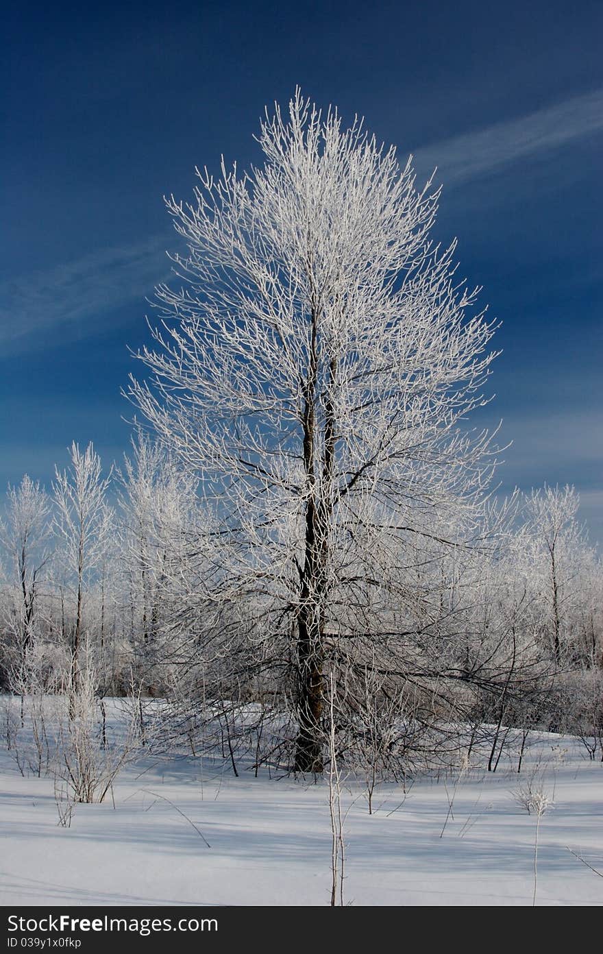 Frosty Tree