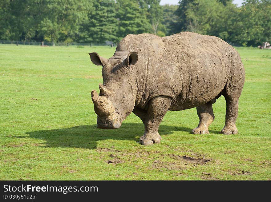 A mature Rhino walking around showing it's power and strength