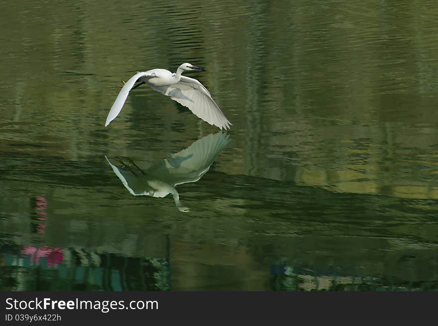 White Egret  In Flight