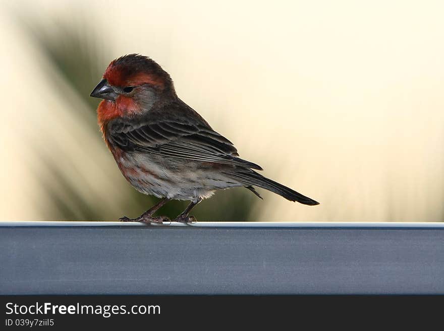 Adult male house finch perched on handrail at sunset. Adult male house finch perched on handrail at sunset.