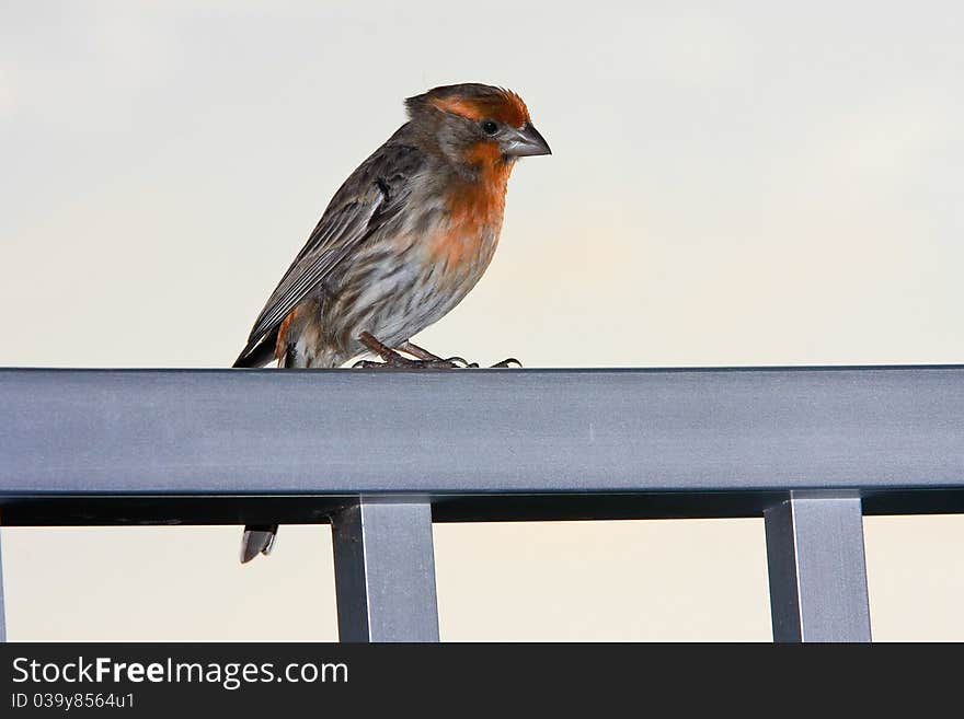 Adult male house finch perched on handrail. Adult male house finch perched on handrail.