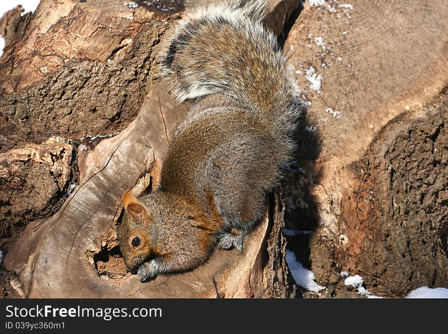 Grey Squirrel on stump looking for food in morning sun