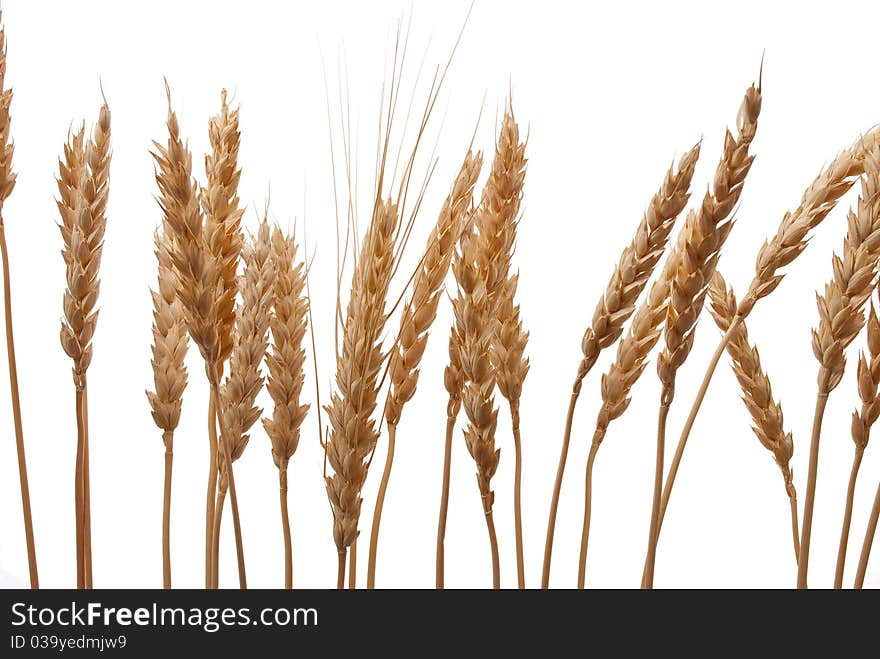 Wheat ears