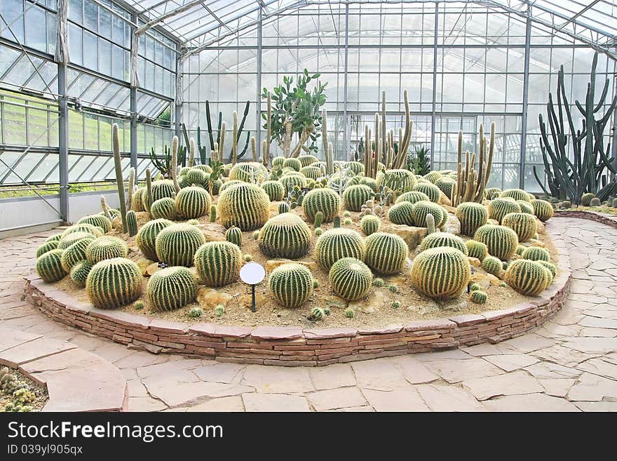 Big cactus garden on sand ground in conservatory