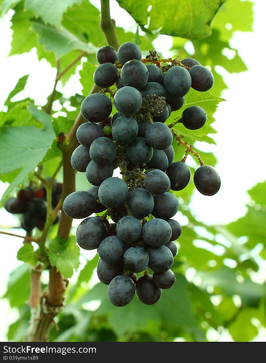 Merlot grapes on the vine