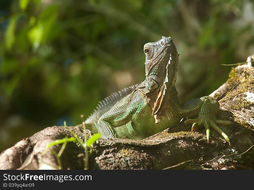 Iguana on a tree, shot in Costa Rica