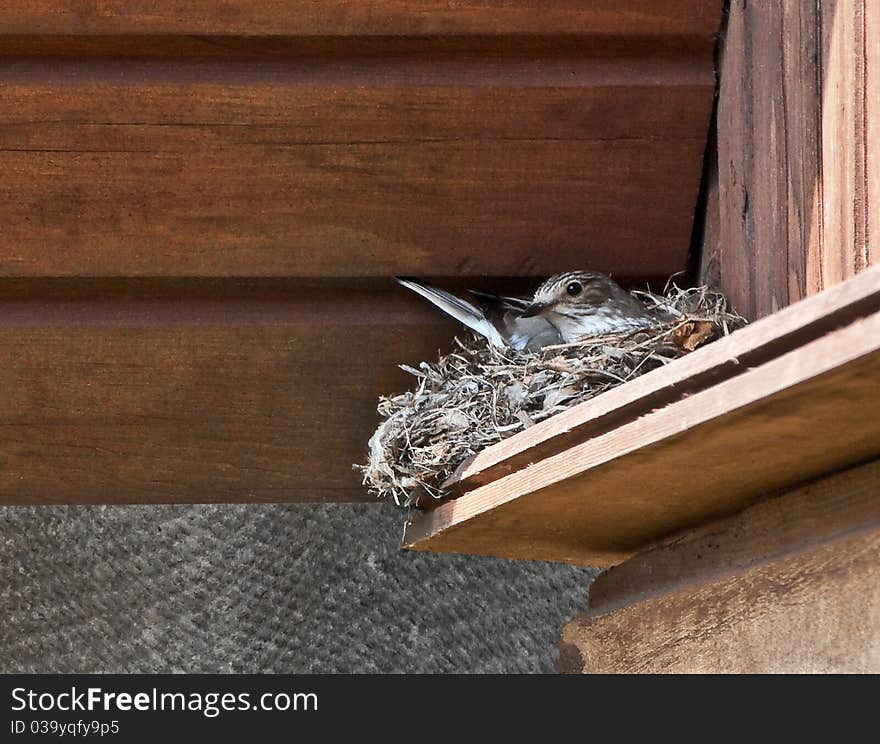 Guarded female of a grey flycatcher (Empidonax wrightii) on a nest under a roof