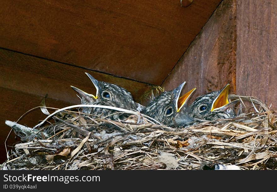 Baby birds of a gray flycatcher (Empidonax wrightii) in a nest under a roof. Baby birds of a gray flycatcher (Empidonax wrightii) in a nest under a roof