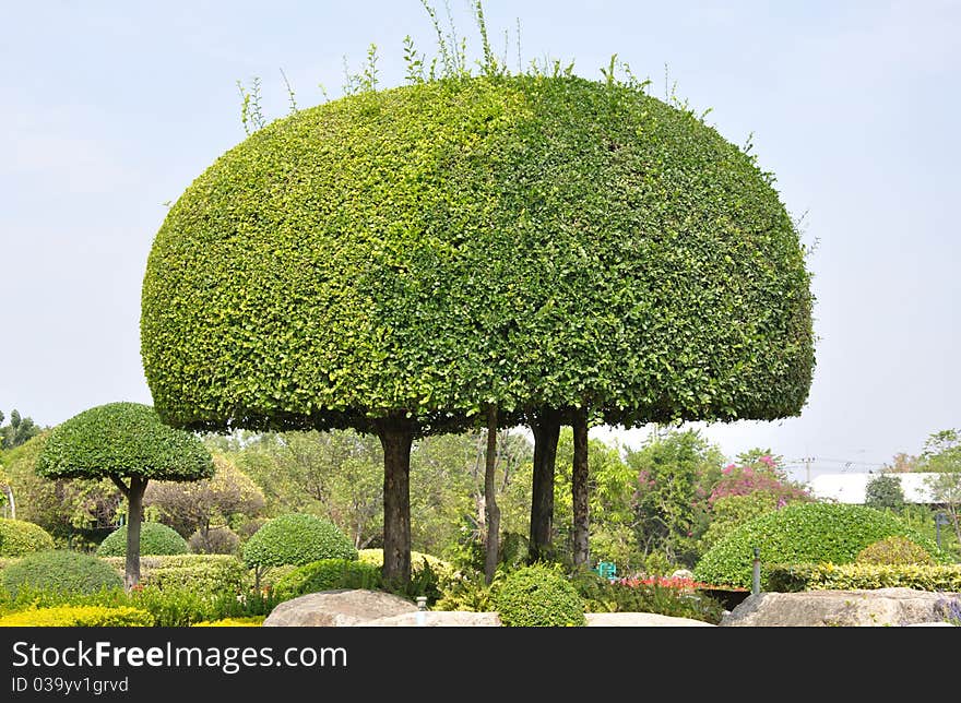 Trimmed Bush In Garden