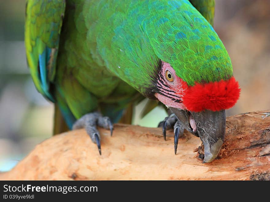 This is a close-up portrait photo of a macaw parrot perched in a tree. This is a close-up portrait photo of a macaw parrot perched in a tree.