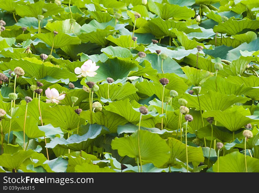 Purple Lotus flowering in summer