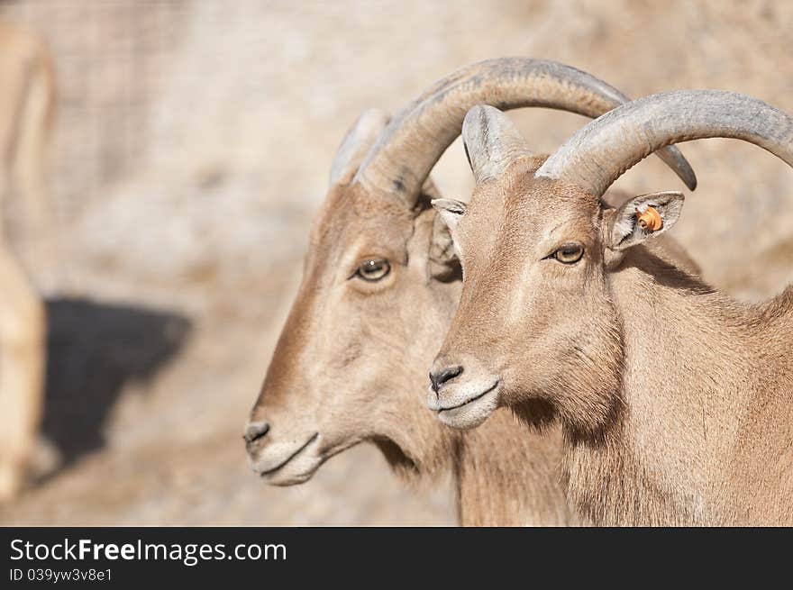 Brabary Sheep Portrait