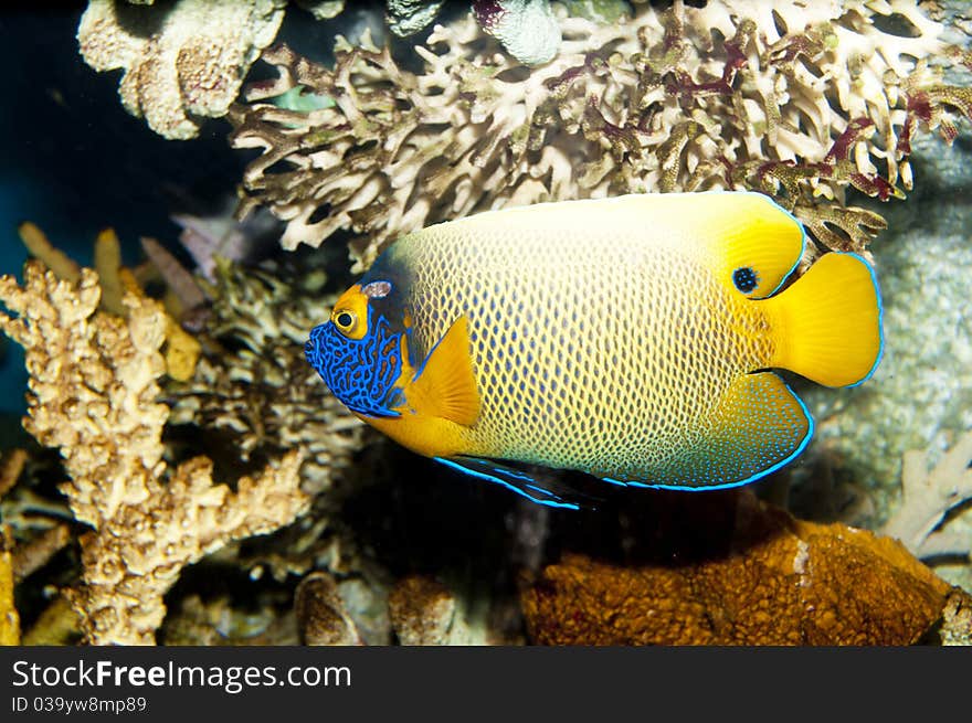 Blueface Or Yellowface Or Yellowmask Angelfish