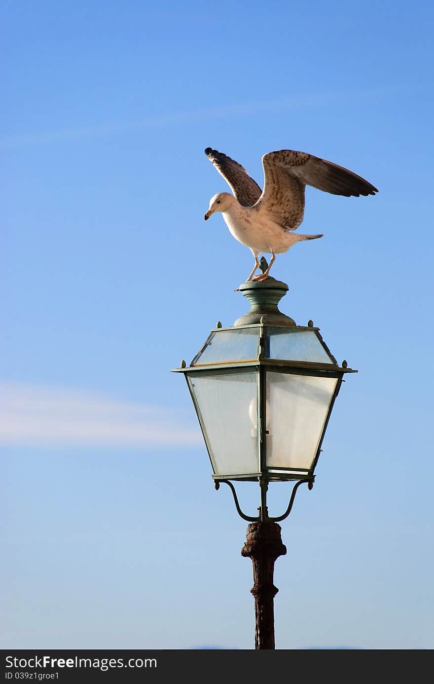 Seagull with open wings on a lamppost in Genoa to Camogli. Seagull with open wings on a lamppost in Genoa to Camogli