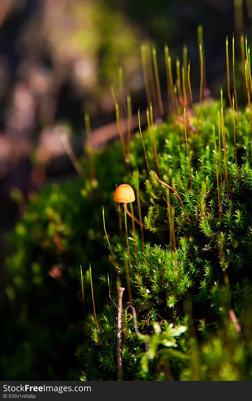 Toadstool