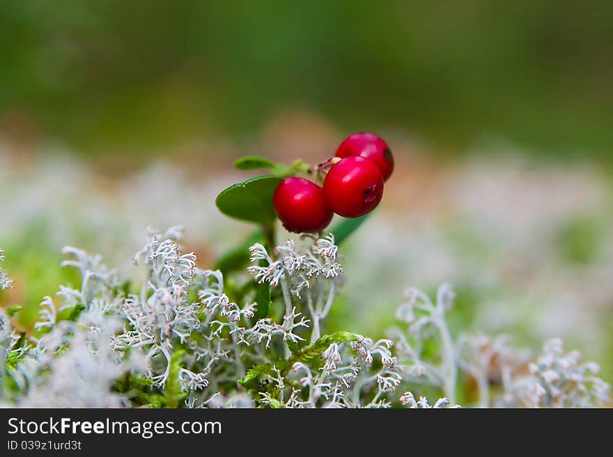 Branch of ripe cow-berry in lichen close up