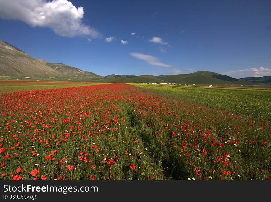 Large field of flowers on the Umbria Farm. Large field of flowers on the Umbria Farm.