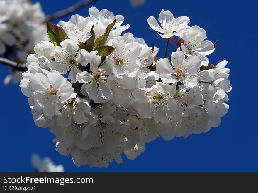 Plum blossom in the spring