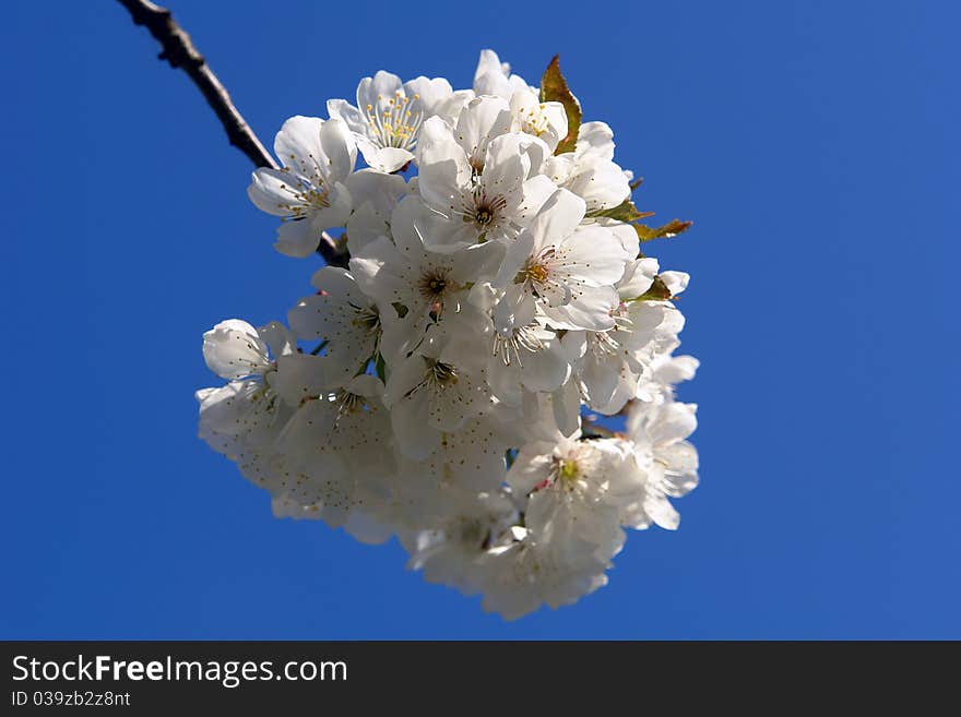 White plum blossoms in spring.