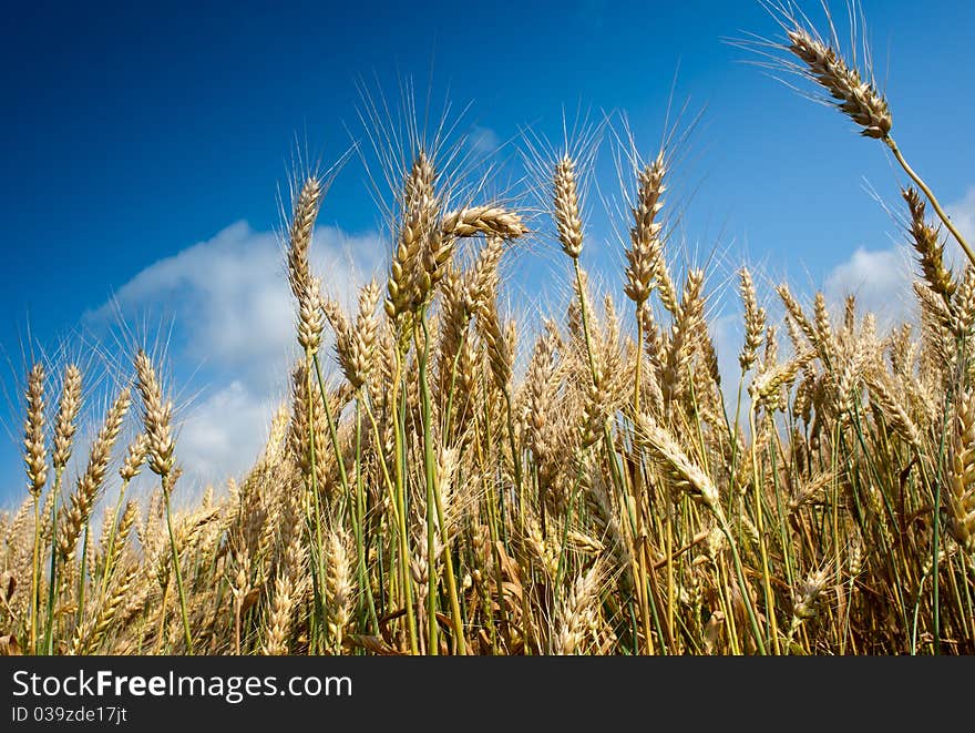 Wheat field against a blue sky. Wheat field against a blue sky