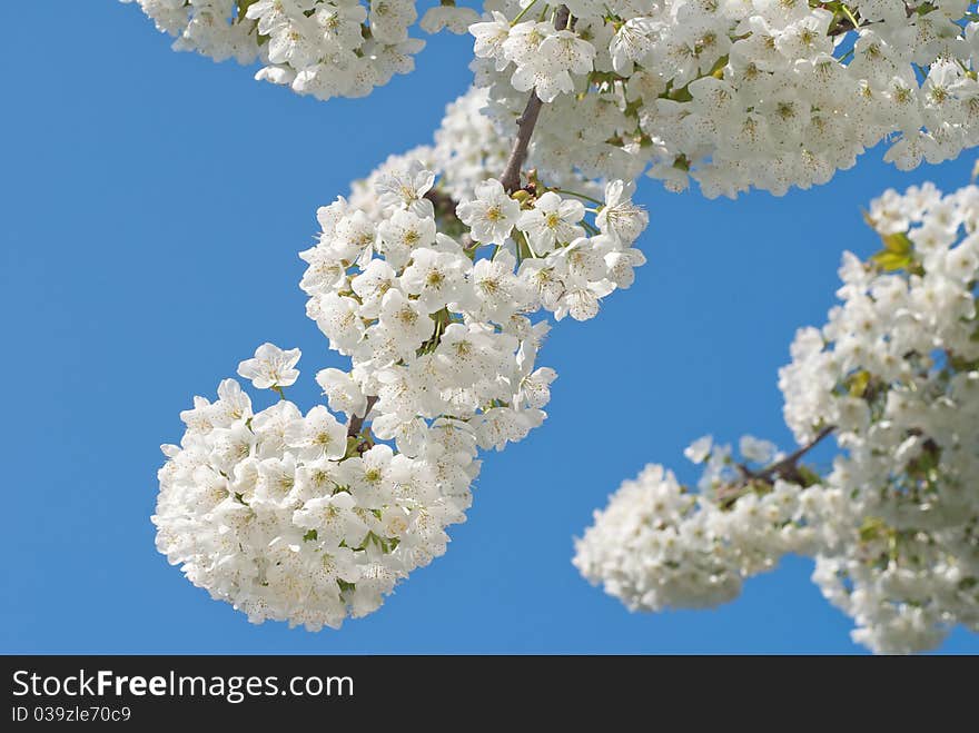 Branch of cherry blossom in spring