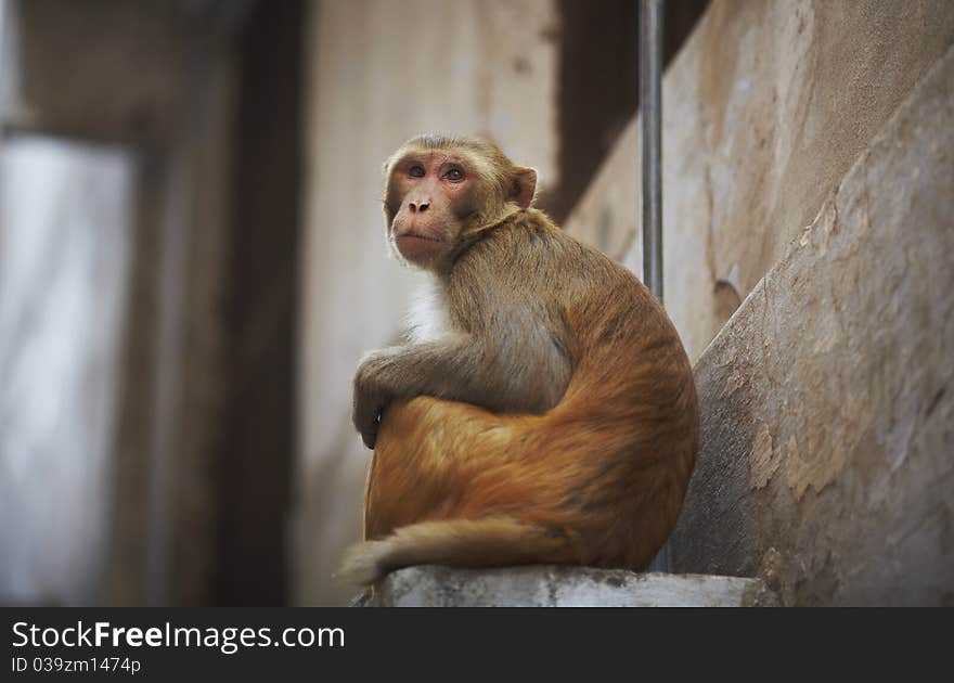 Monkey in the city sitting on the window