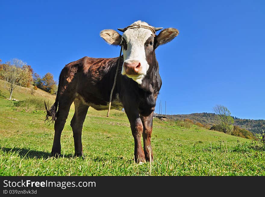 Calf