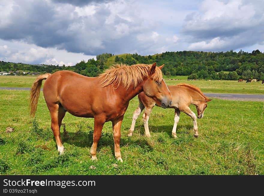 Horses on a summer pasture