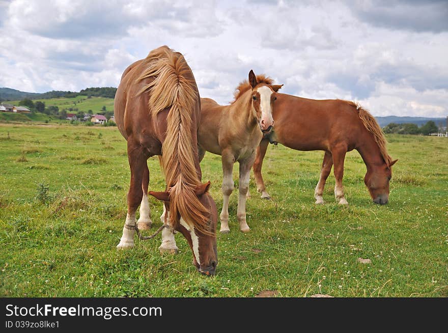 Horses on a summer pasture