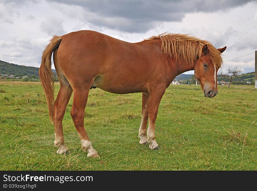 Horse on a summer pasture