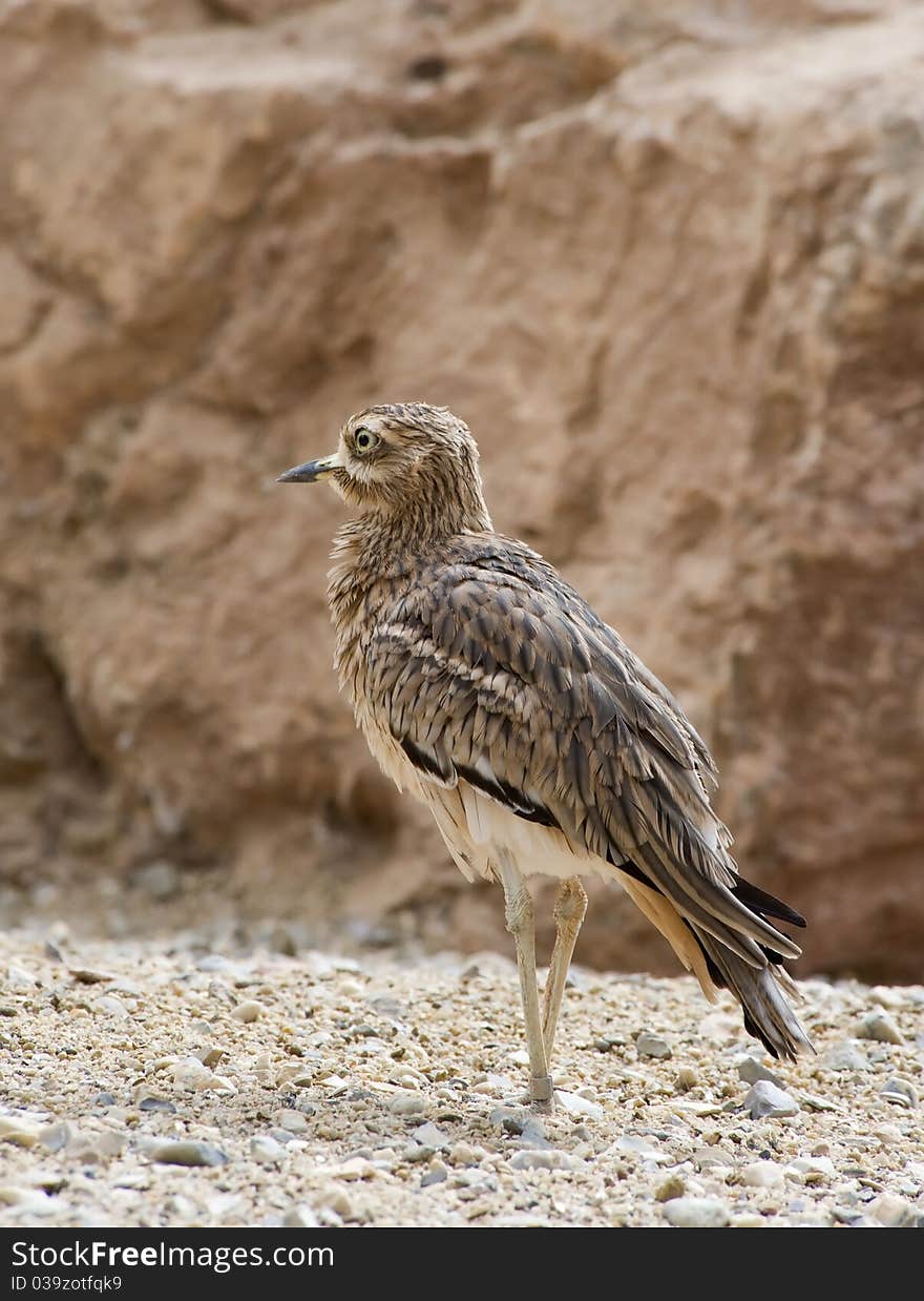 Stone Curlew