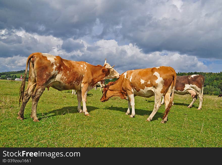 Cows on a summer pasture