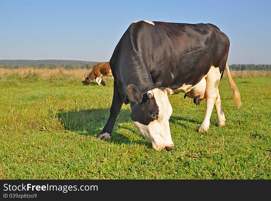 Cows on a summer pasture