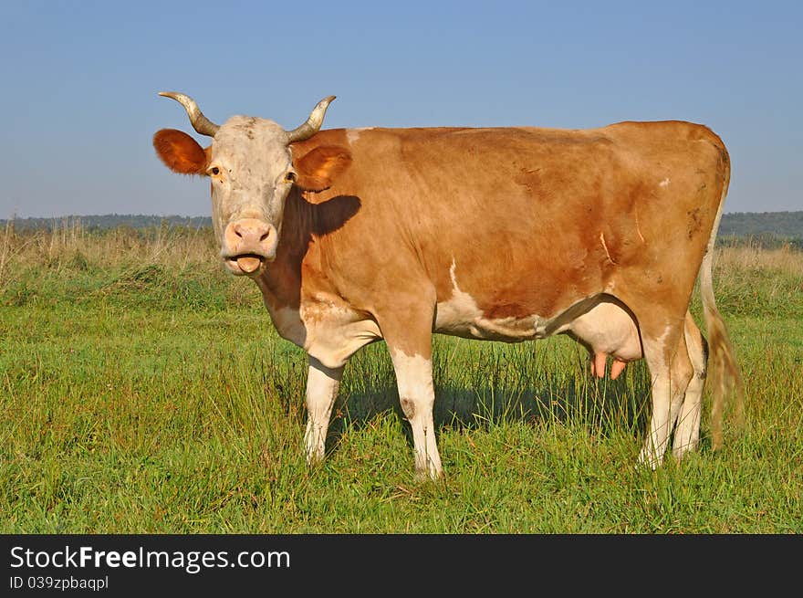 Cow on a summer pasture