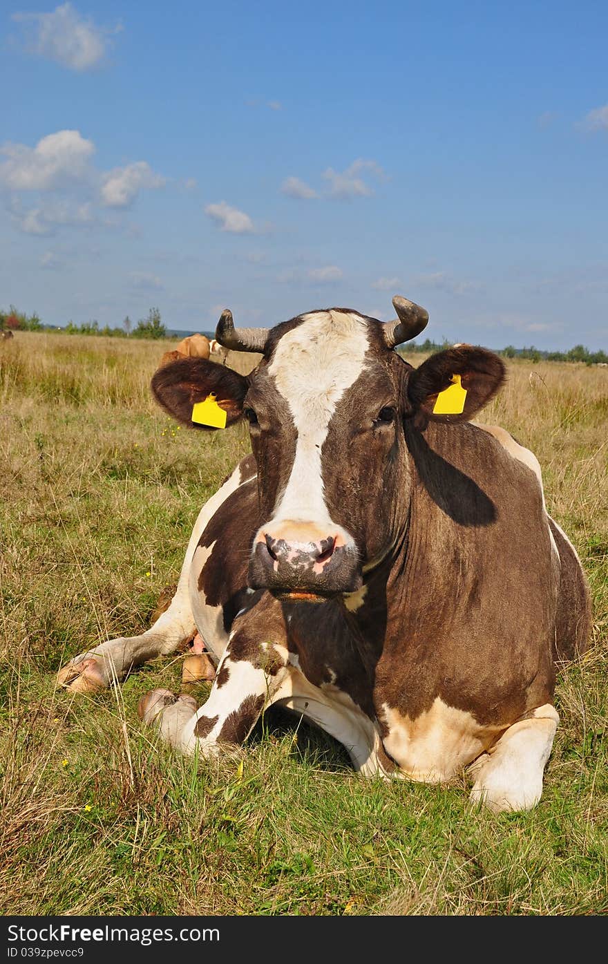 Cow on a summer pasture